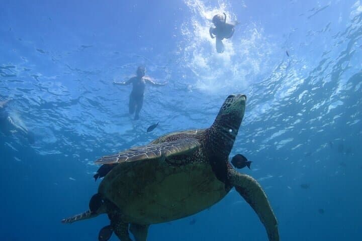 Paradise Honu Morning Snorkeling Tour — Waikiki Turtle Canyon Snorkel with Underwater Photos photo 3