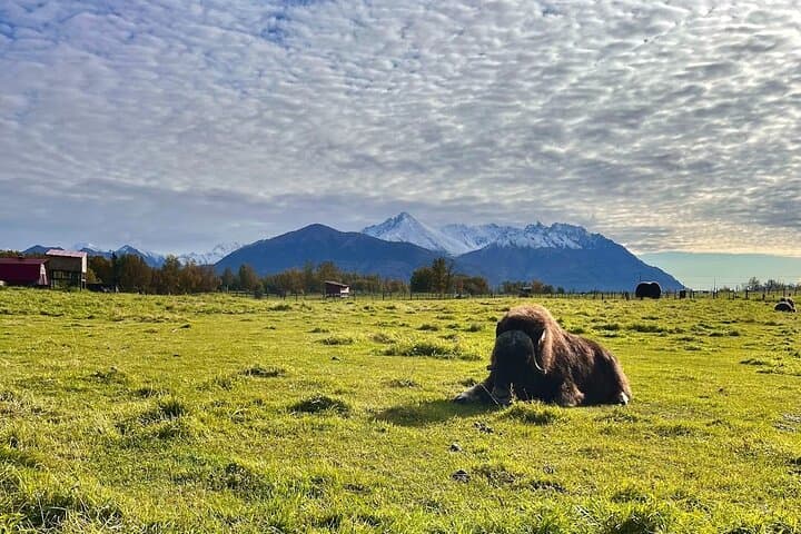 Musk Ox Farm Scenic Drive from Anchorage: Guided Tour & Qiviut Experience photo 3