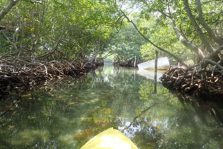 Roatán Mangrove Lagoon Kayak & Snorkel Adventure photo 4