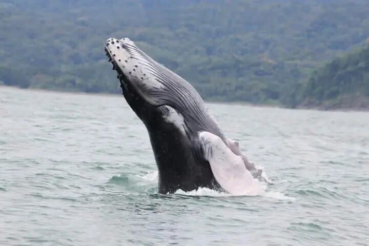 Mid-Day Whale Watching & Snorkel — Marino Ballena National Park from Uvita