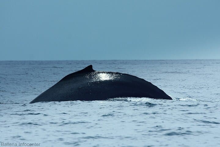 Mid-Day Whale Watching & Snorkel — Marino Ballena National Park from Uvita photo 2