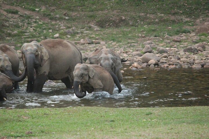 Anakulam Wild-Elephant & Tribal Village 4x4 Ride near Munnar