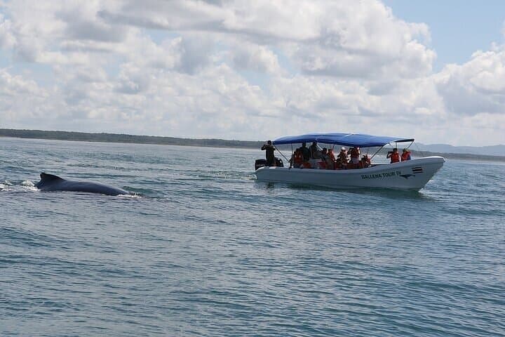 Mid-Day Whale Watching & Snorkel — Marino Ballena National Park from Uvita photo 3