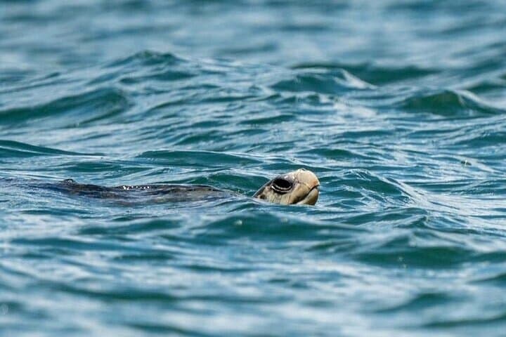 Mid-Day Whale Watching & Snorkel — Marino Ballena National Park from Uvita photo 6