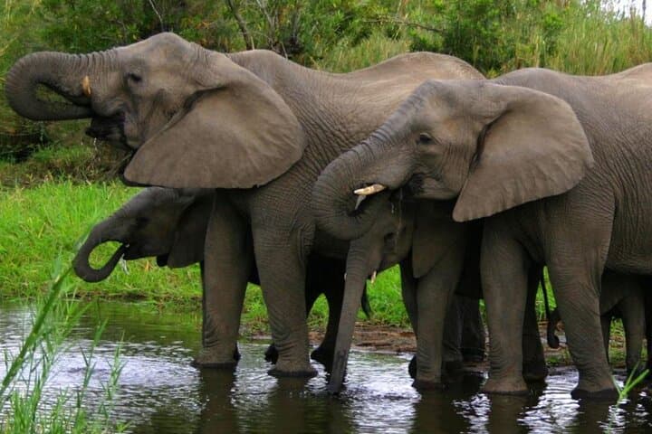 4-Day Garden Route and Addo Elephant Park Adventure from Cape Town