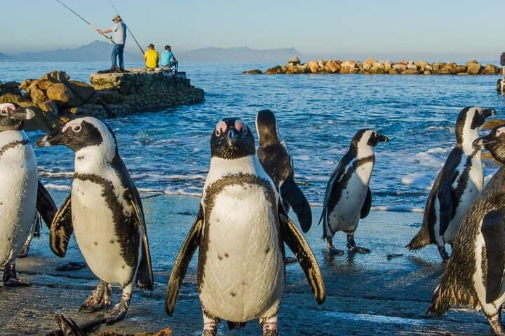 4-Day Garden Route and Addo Elephant Park Adventure from Cape Town photo 2