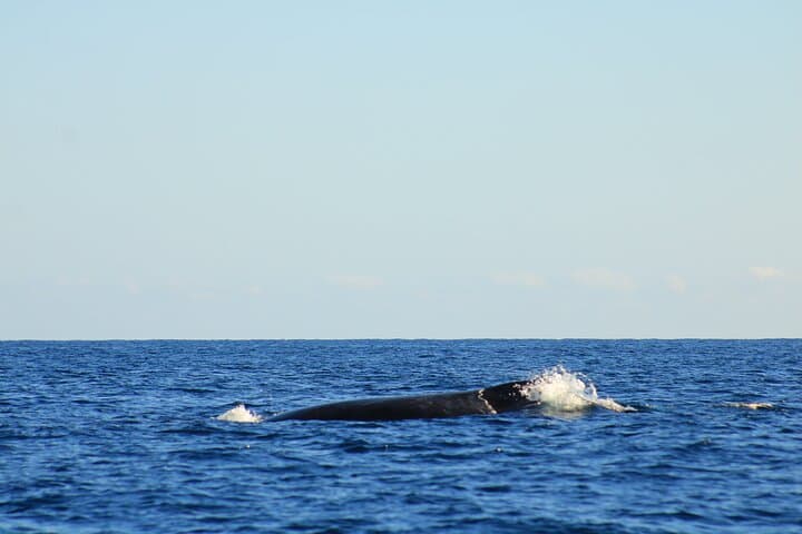 San José del Cabo Whale Watching: Guaranteed Sightings, Snacks & Expert Guides photo 3