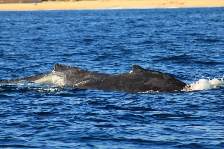 San José del Cabo Whale Watching: Guaranteed Sightings, Snacks & Expert Guides photo 4
