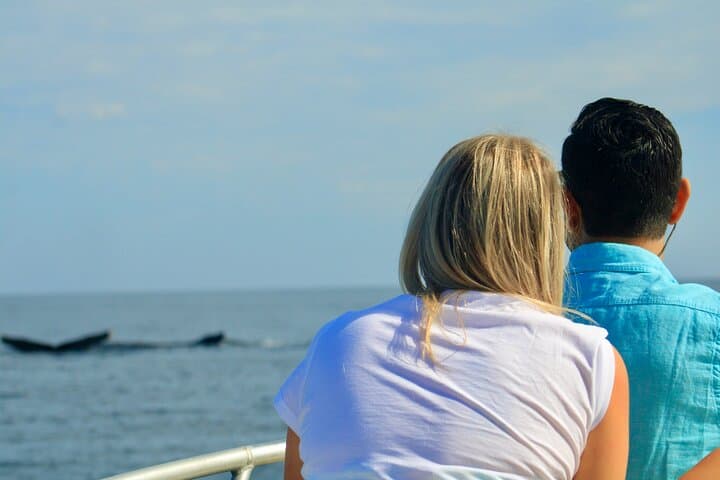San José del Cabo Whale Watching: Guaranteed Sightings, Snacks & Expert Guides photo 6