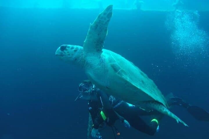 Private Zenobia Wreck Beginner Dive from Larnaca photo 3