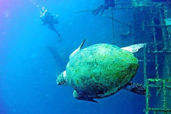 Private Zenobia Wreck Beginner Dive from Larnaca photo 2