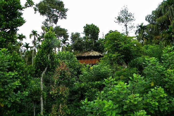 Wildlife Tour: Wayanad Mudumalai Bandipur 4-Day Safari & Treehouse Stay