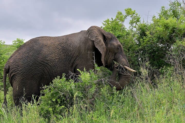 Two Big Five Game Reserves in One Day: Safari from Durban to Manyoni & Hluhluwe photo 2