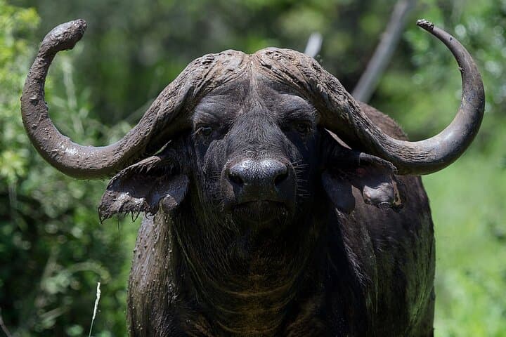 Two Big Five Game Reserves in One Day: Safari from Durban to Manyoni & Hluhluwe photo 3