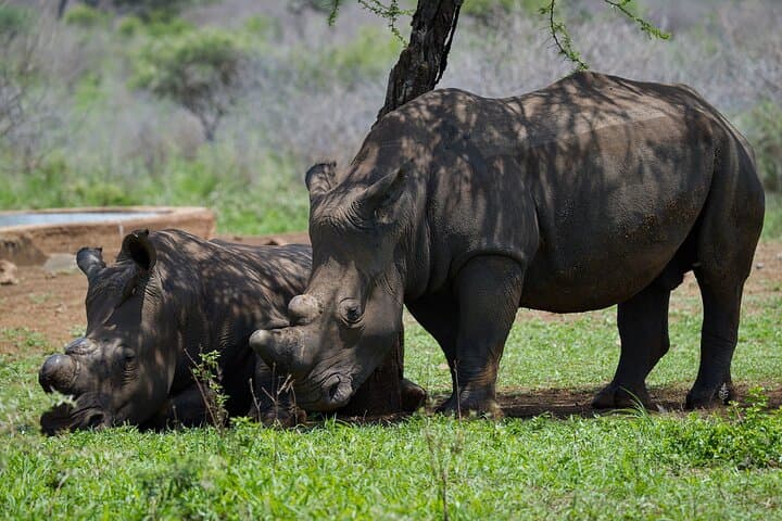 Two Big Five Game Reserves in One Day: Safari from Durban to Manyoni & Hluhluwe photo 4