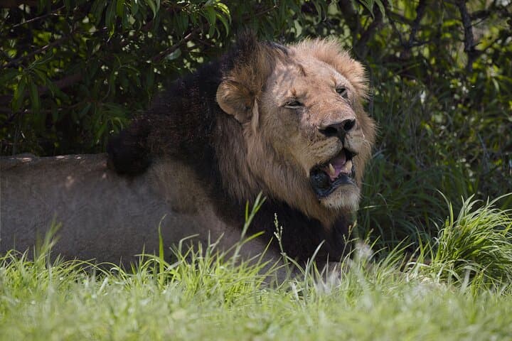 Two Big Five Game Reserves in One Day: Safari from Durban to Manyoni & Hluhluwe photo 5