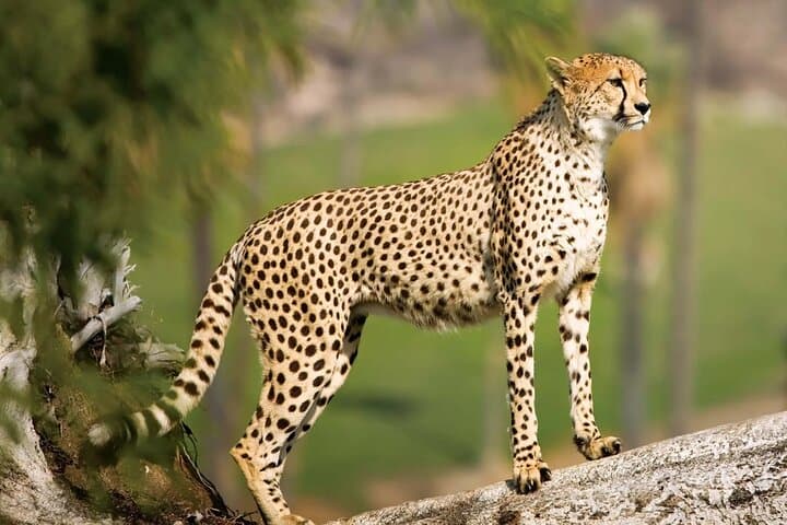 Cheetah Encounters and Winelands Wine Tasting: Cape Town Day Tour photo 4