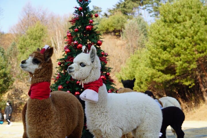 Winter Alpacas, Nami Island & Eobi Ice Valley Day Trip from Seoul