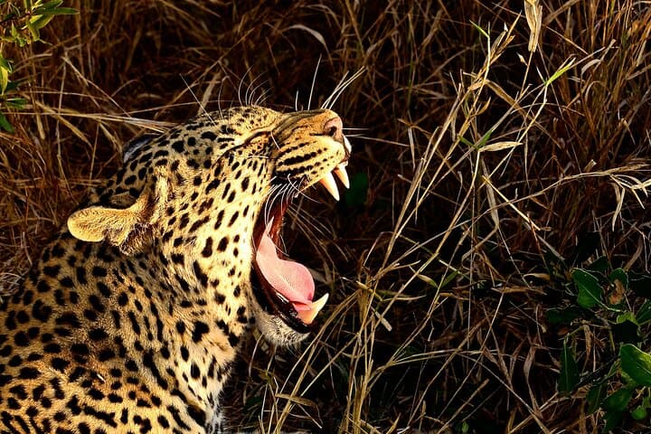 Two Big Five Game Reserves in One Day: Safari from Durban to Manyoni & Hluhluwe photo 6