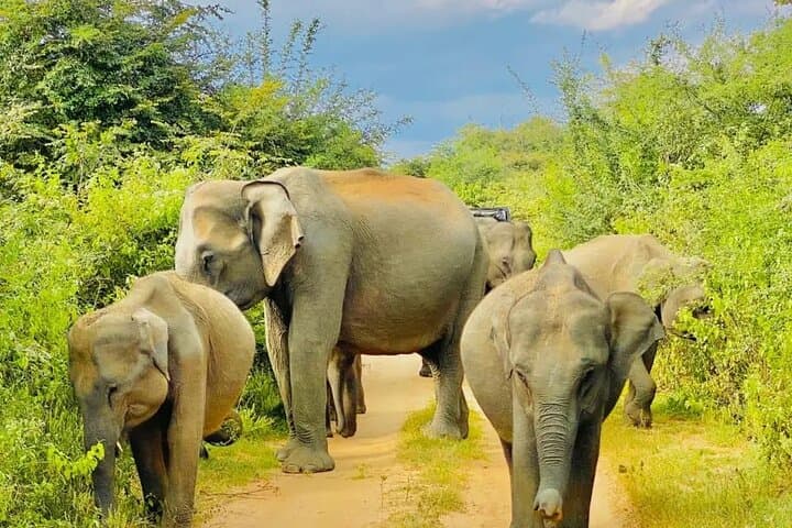 Udawalawe Safari Day Trip from Ella, Galle & Mirissa — Elephant Encounters by 4x4 photo 1