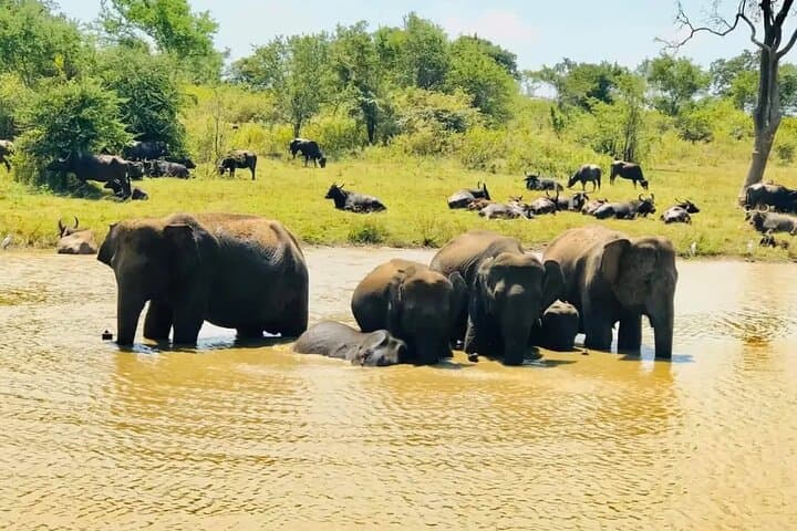 Udawalawe Safari Day Trip from Ella, Galle & Mirissa — Elephant Encounters by 4x4 photo 2