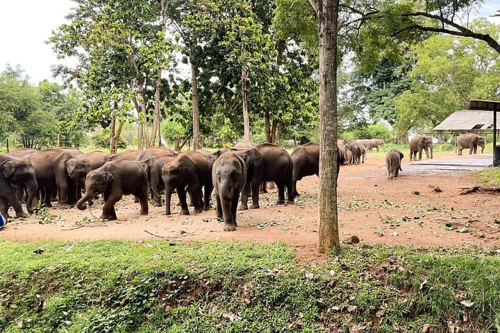 Udawalawe Safari Day Trip from Ella, Galle & Mirissa — Elephant Encounters by 4x4 photo 3