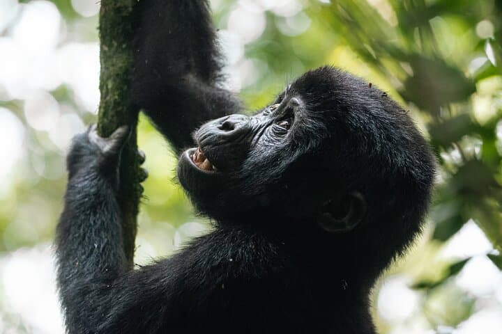 7-Day Uganda Safari: Murchison Falls, Kibale Chimps & Bwindi Gorillas photo 5