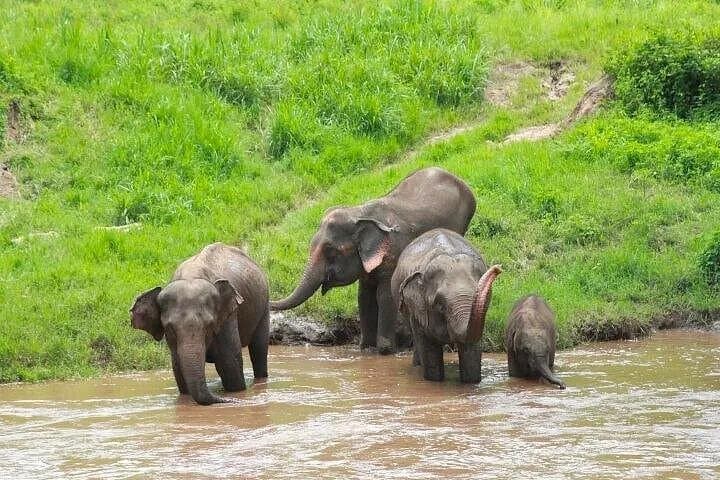 Chiang Mai Elephant Care and Bua Thong Sticky Waterfall Day Tour photo 1