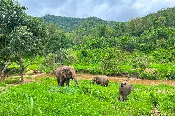 Chiang Mai Elephant Care and Bua Thong Sticky Waterfall Day Tour photo 2