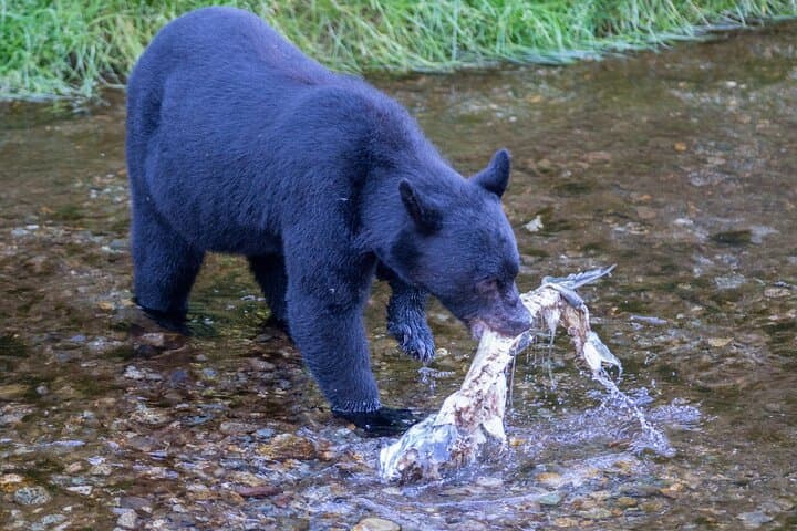 Explore Ketchikan’s Alaska Wildlife Safari: Bears, Salmon, and Totem Poles photo 2