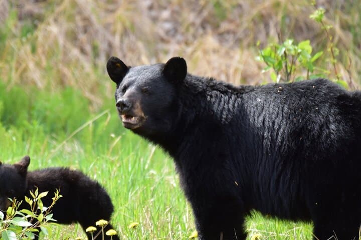 Explore Ketchikan’s Alaska Wildlife Safari: Bears, Salmon, and Totem Poles photo 3
