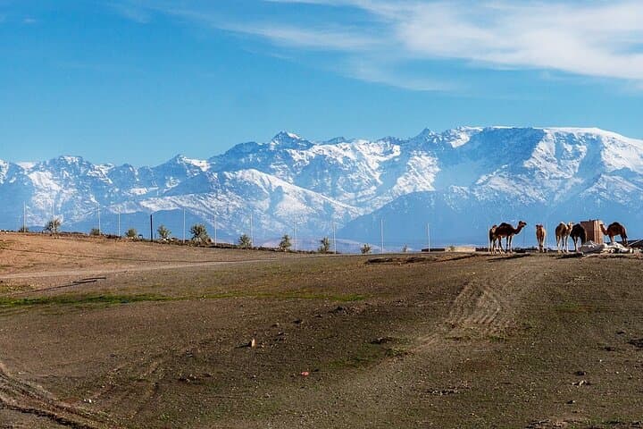 Agafay Desert Sunset: Camel Ride, Dinner & Berber Show from Marrakech