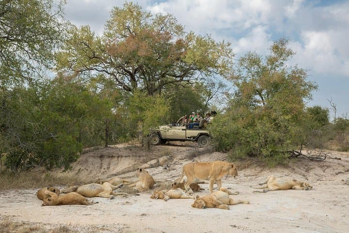 3-Day Kruger Fly-In Safari from Johannesburg — Big Five at Kruger National Park