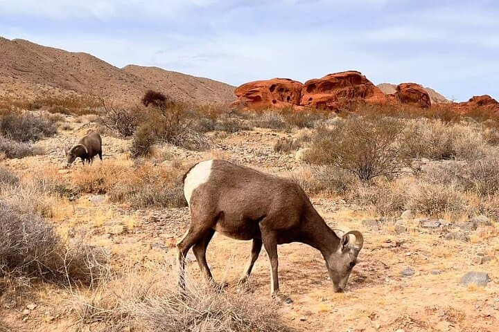 Valley of Fire Small-Group Day Tour from Las Vegas — Fire Wave, Petroglyphs & Beehive Rock photo 4