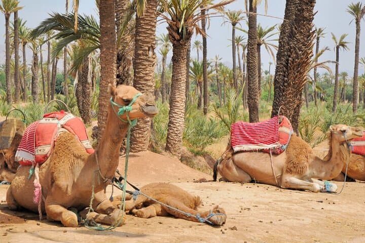 Private Marrakech City & Cultural Tour — Full-Day Medina Highlights photo 6