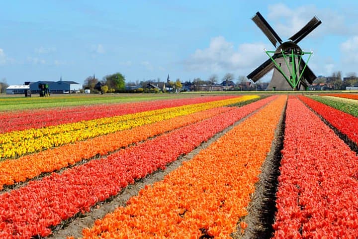 Private Keukenhof Flower Park Tour from Amsterdam — Luxury Transfer to Spring Tulip Fields photo 4