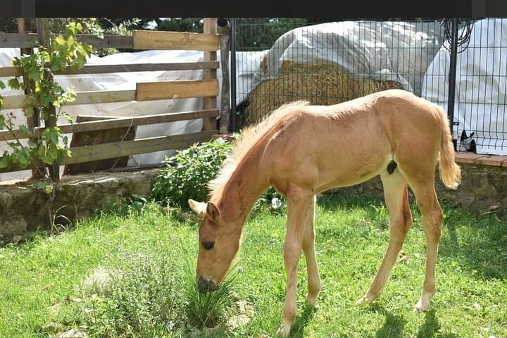 Horseback Riding in the Tuscan Hills — Pistoia Trails & Views photo 2
