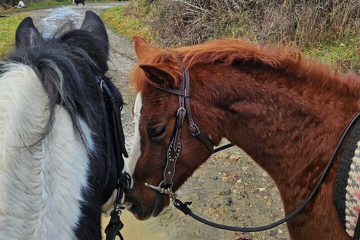 Horseback Riding in the Tuscan Hills — Pistoia Trails & Views photo 6