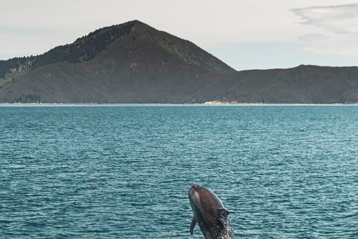 Postie's Day Off Cruise: Havelock to Marlborough Sounds Mail-Boat Adventure photo 4