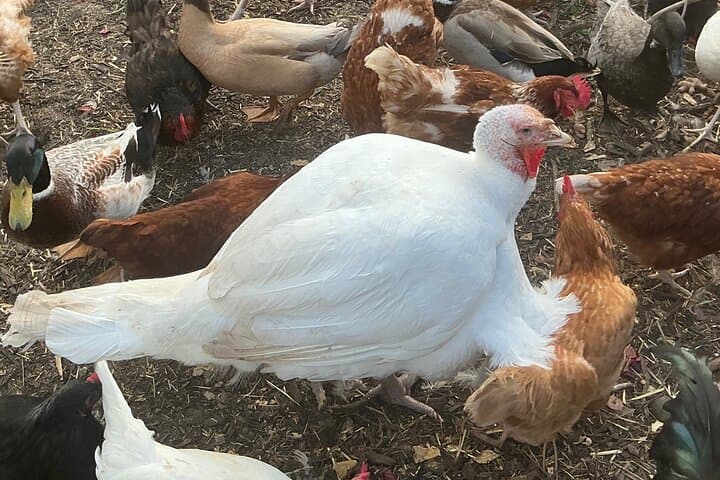Austin Homestead Tour — Birds, Bees, Plants & Goats on a Working Ranch photo 3