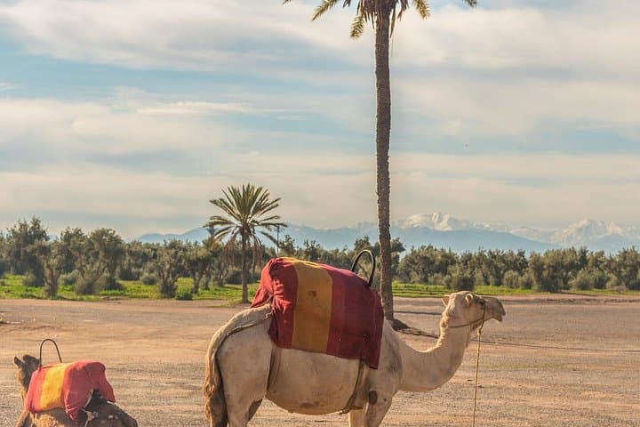 Full-Day Marrakech City Tour with Palmeraie Camel Ride from Casablanca photo 1