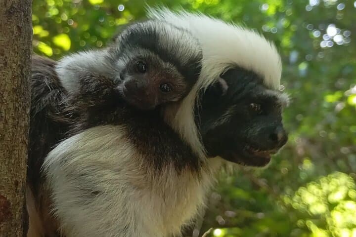 Volunteer with Monkeys at Fundación Loros Near Cartagena — Half-Day Conservation Experience