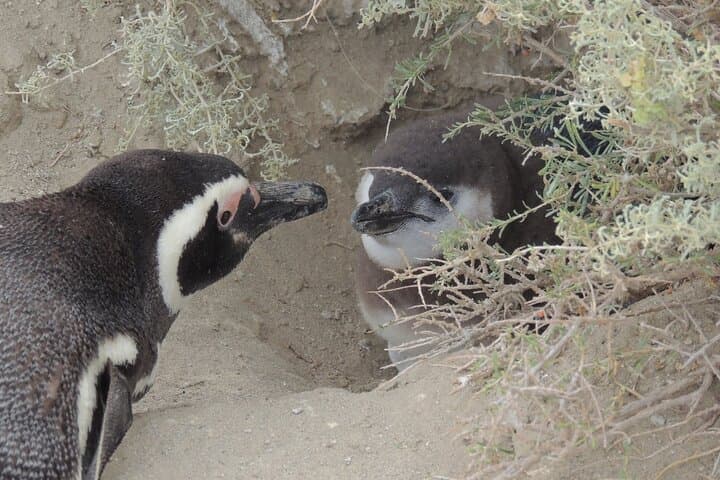 Walking with Magellanic Penguins: Punta Tombo Day Trip from Puerto Madryn photo 2