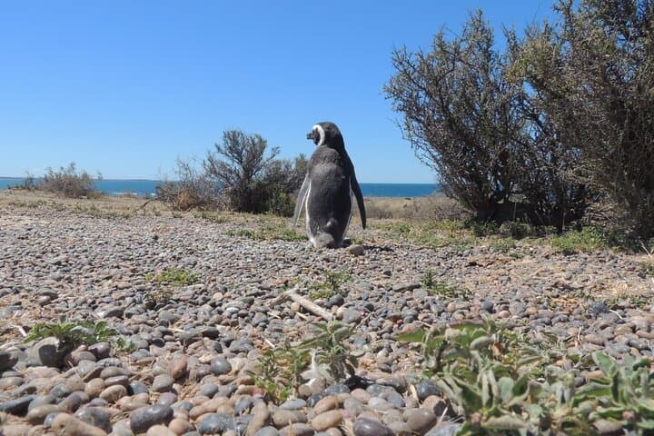 Walking with Magellanic Penguins: Punta Tombo Day Trip from Puerto Madryn photo 3