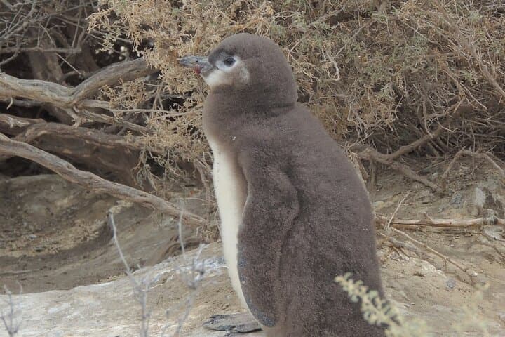 Walking with Magellanic Penguins: Punta Tombo Day Trip from Puerto Madryn photo 5