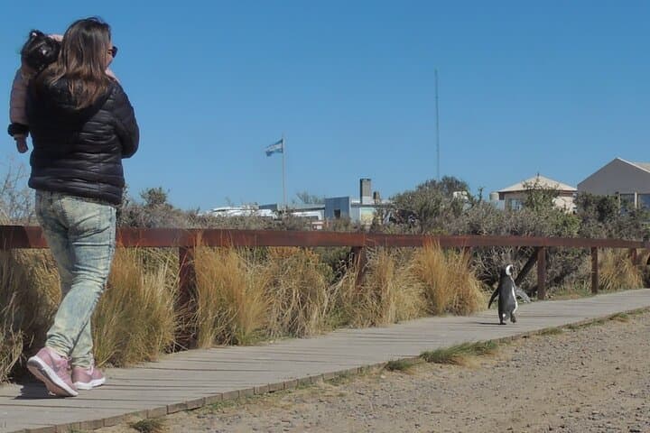 Walking with Magellanic Penguins: Punta Tombo Day Trip from Puerto Madryn photo 6