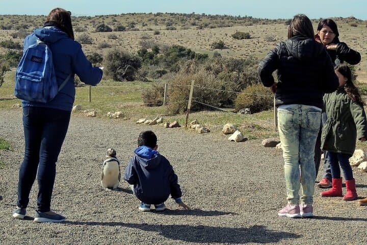 Walking with Magellanic Penguins: Punta Tombo Day Trip from Puerto Madryn photo 4