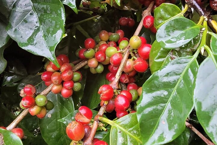 Hands-On Coffee & Chocolate Tour in Playas del Coco: Roaster Visit & Tastings photo 5