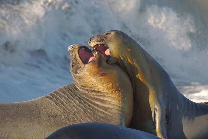 Valdes Peninsula Wildlife Day Trip from Puerto Madryn — Cruise-Friendly Excursion