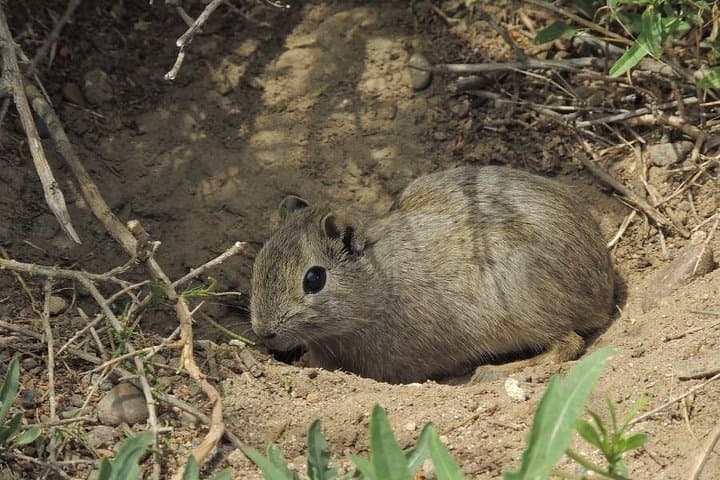 Valdes Peninsula Wildlife Day Trip from Puerto Madryn — Cruise-Friendly Excursion photo 2